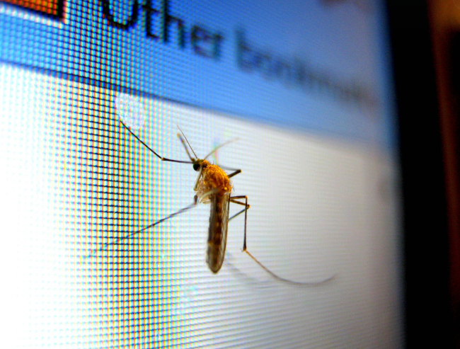 방충망 없이 벌레 막는 법|여름철 실내 벌레 차단 꿀팁 모음