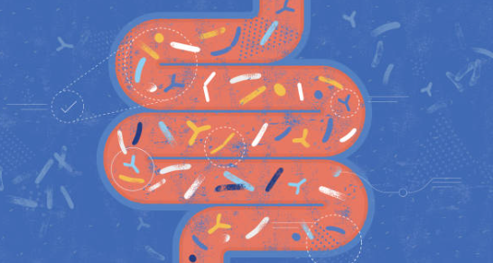 유산균 BNR17 효능과 부작용, 성분, 섭취 주의사항