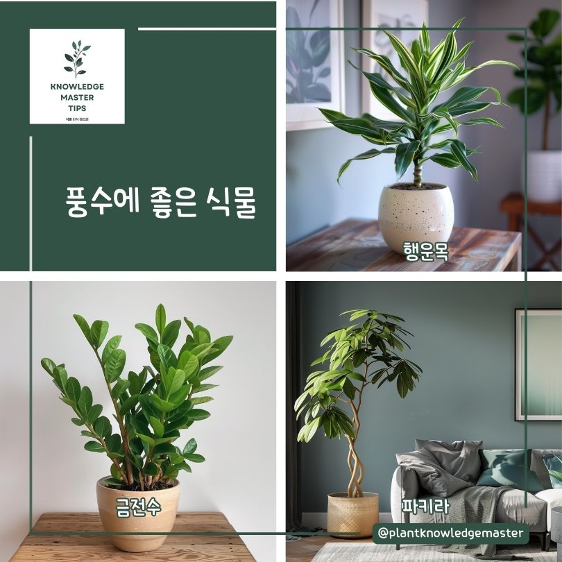 풍수에 좋은 식물