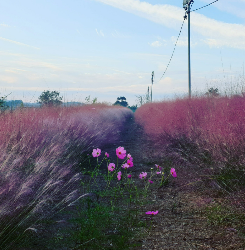 2023 함평나비축제