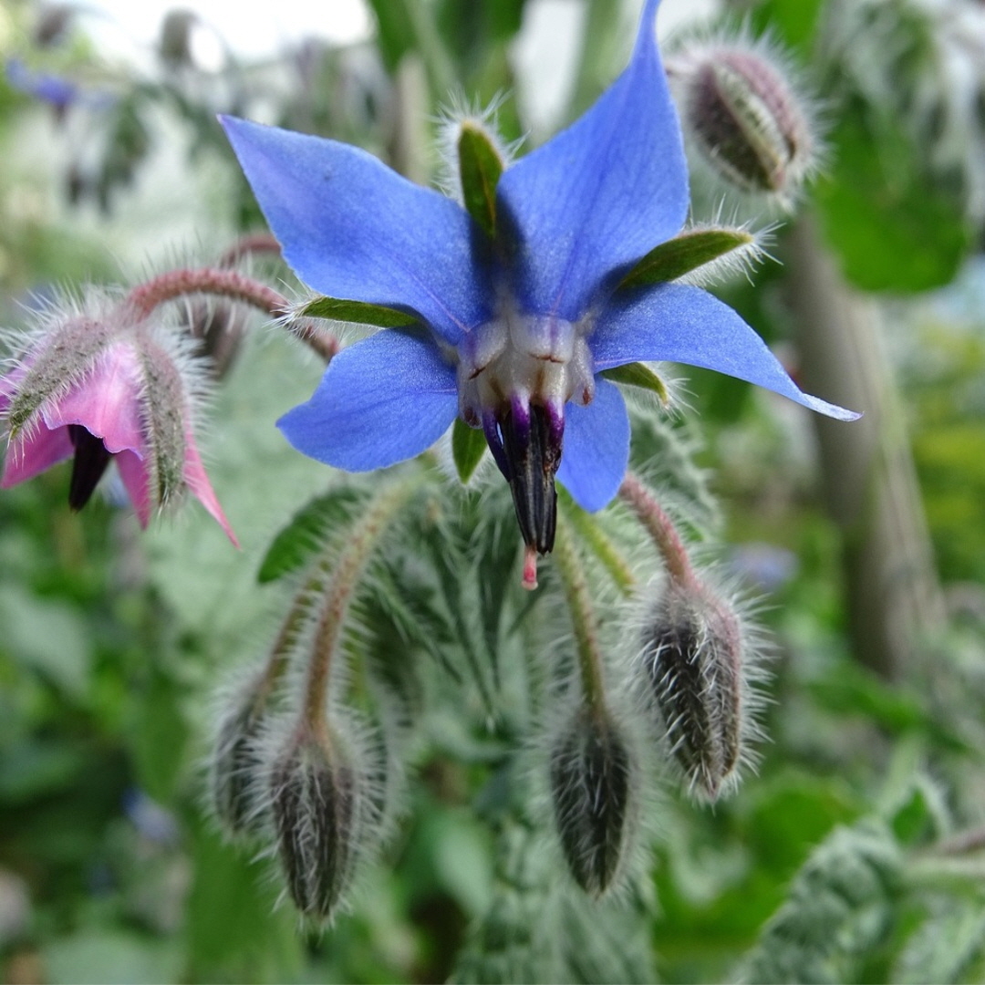 파란 별꽃의 유혹, '보리지' 파종부터 키우기까지