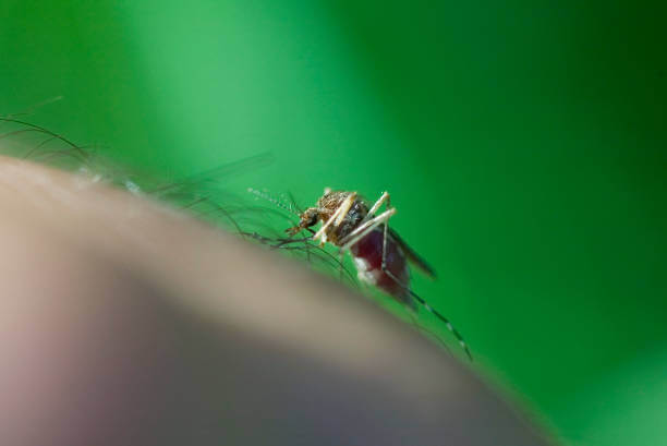 웨스트나일 바이러스 감염