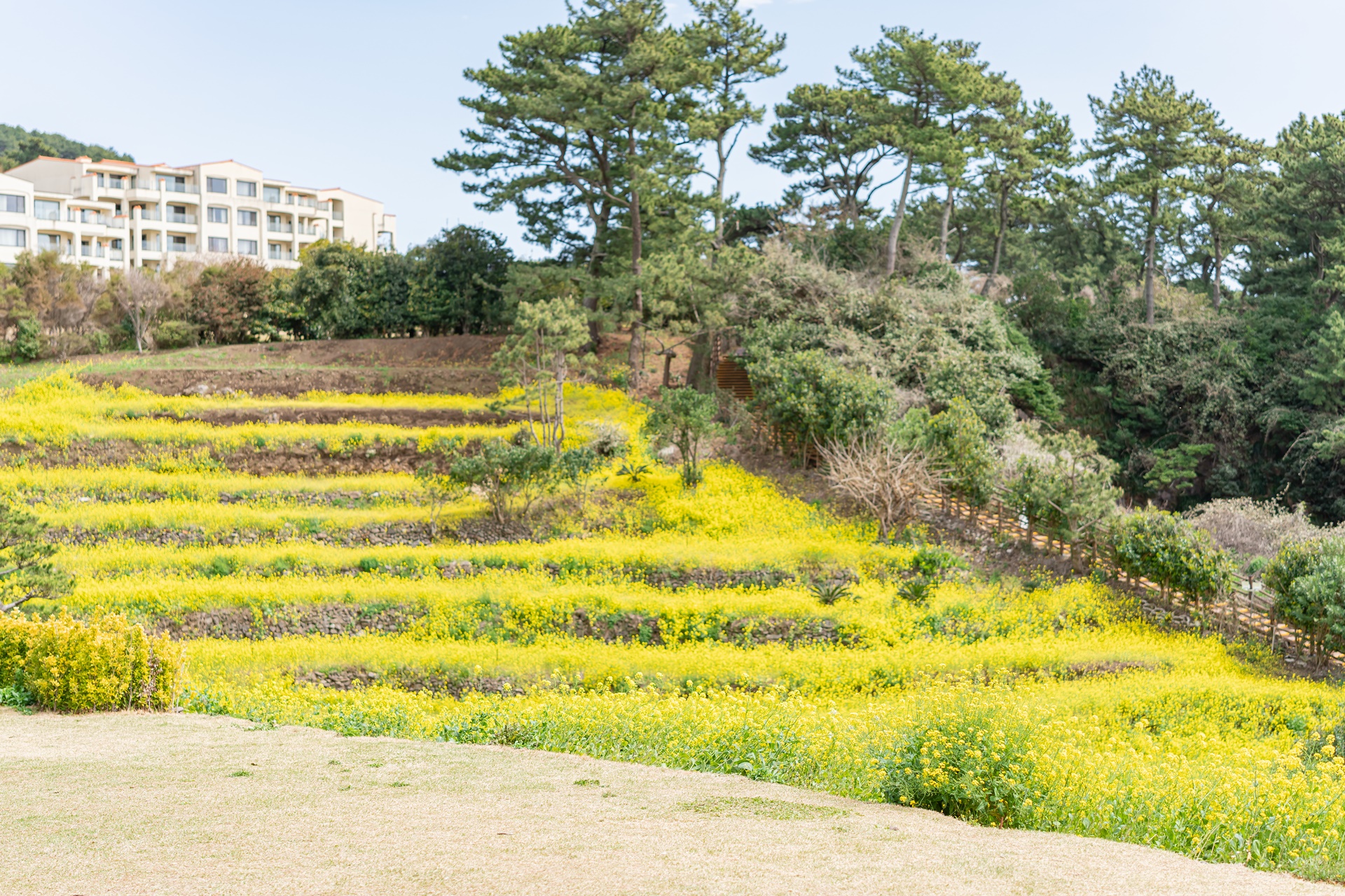 #JW가든 #JW메리어트제주 #댄싱두루미 #더플라잉호그 #아일랜드키친 #유채꽃 #제주사진 #제주여행 #제주유채꽃 #제주호텔