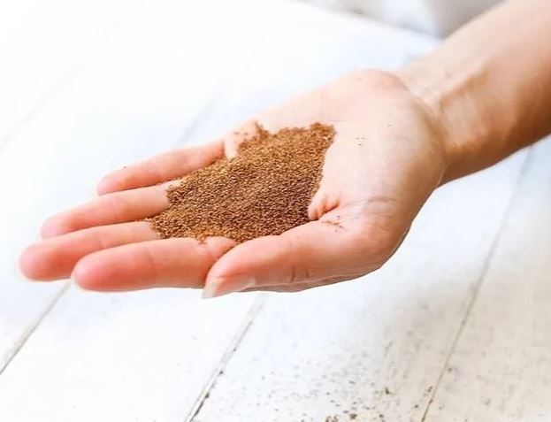 테프 발효 효소