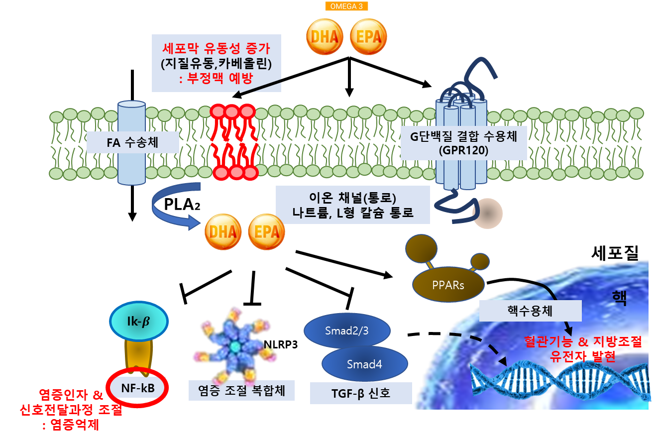오메가3 지방산의 심혈관 보호 기전