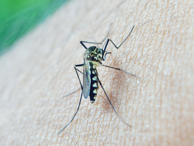 모기에 물렸을때 대처방법