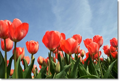 태안 세계튤립 축제 가는길 입장료 개화율