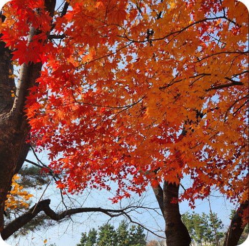 김해 장유 갑오마을 10단지 앞 가을 단풍 [사진=아이올렛]