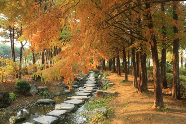 2024 세미원 연꽃축제