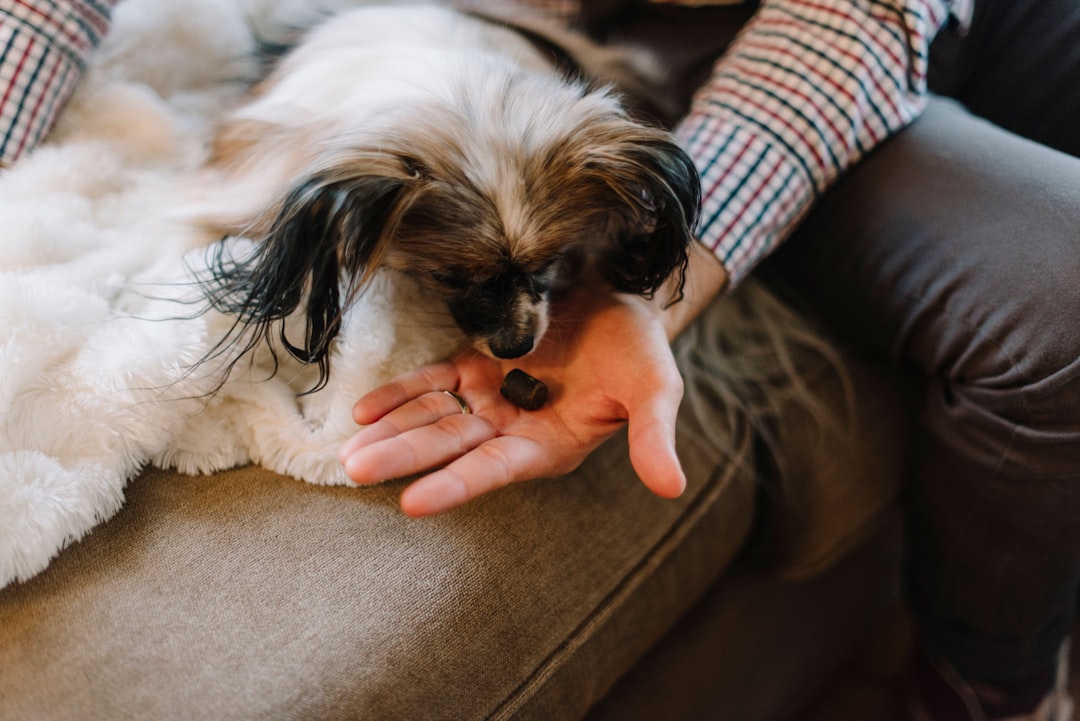 Pet Treats