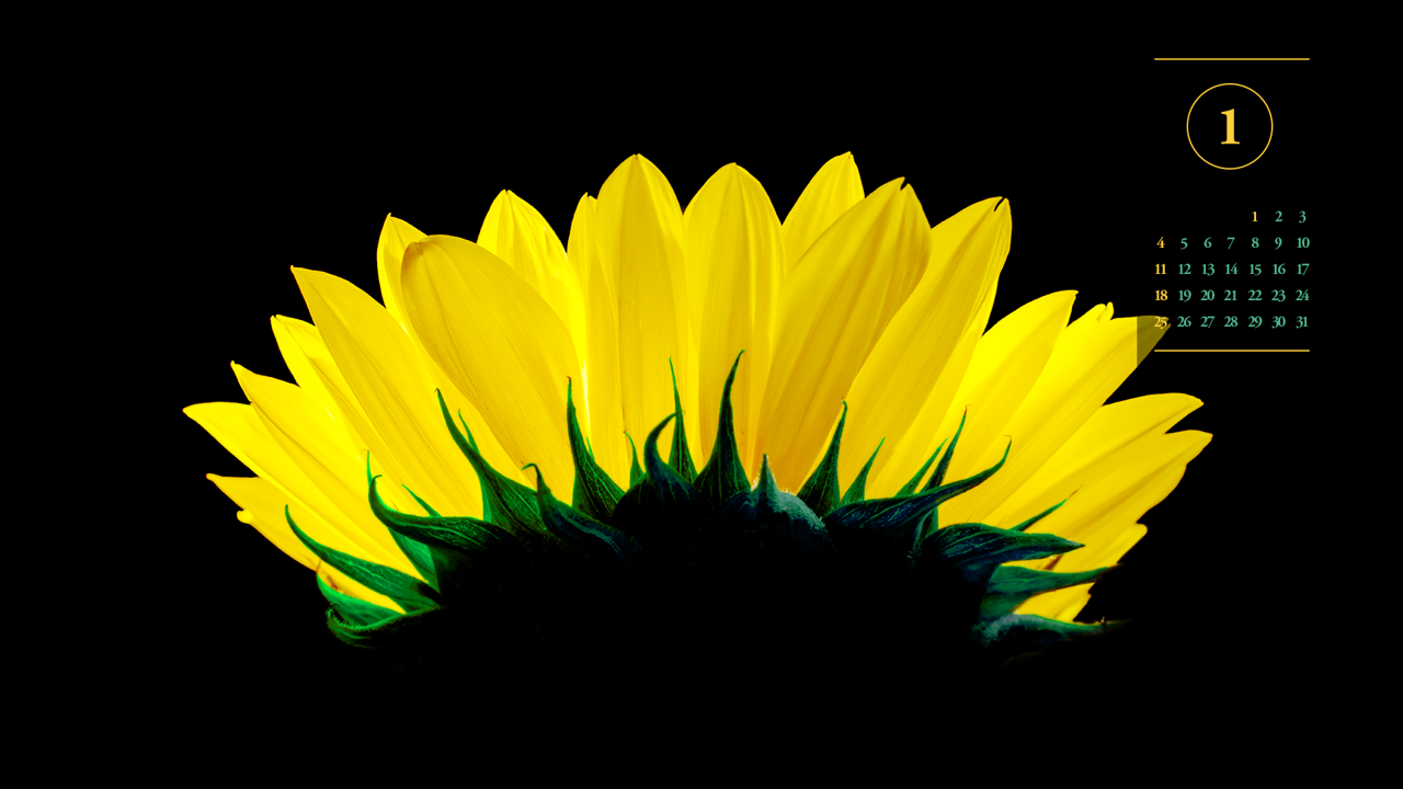 06 해바라기 검정배경 A - 2026년1월 달력배경화면