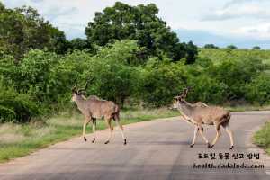 고양이 로드킬 신고 동물 사체 처리 보상