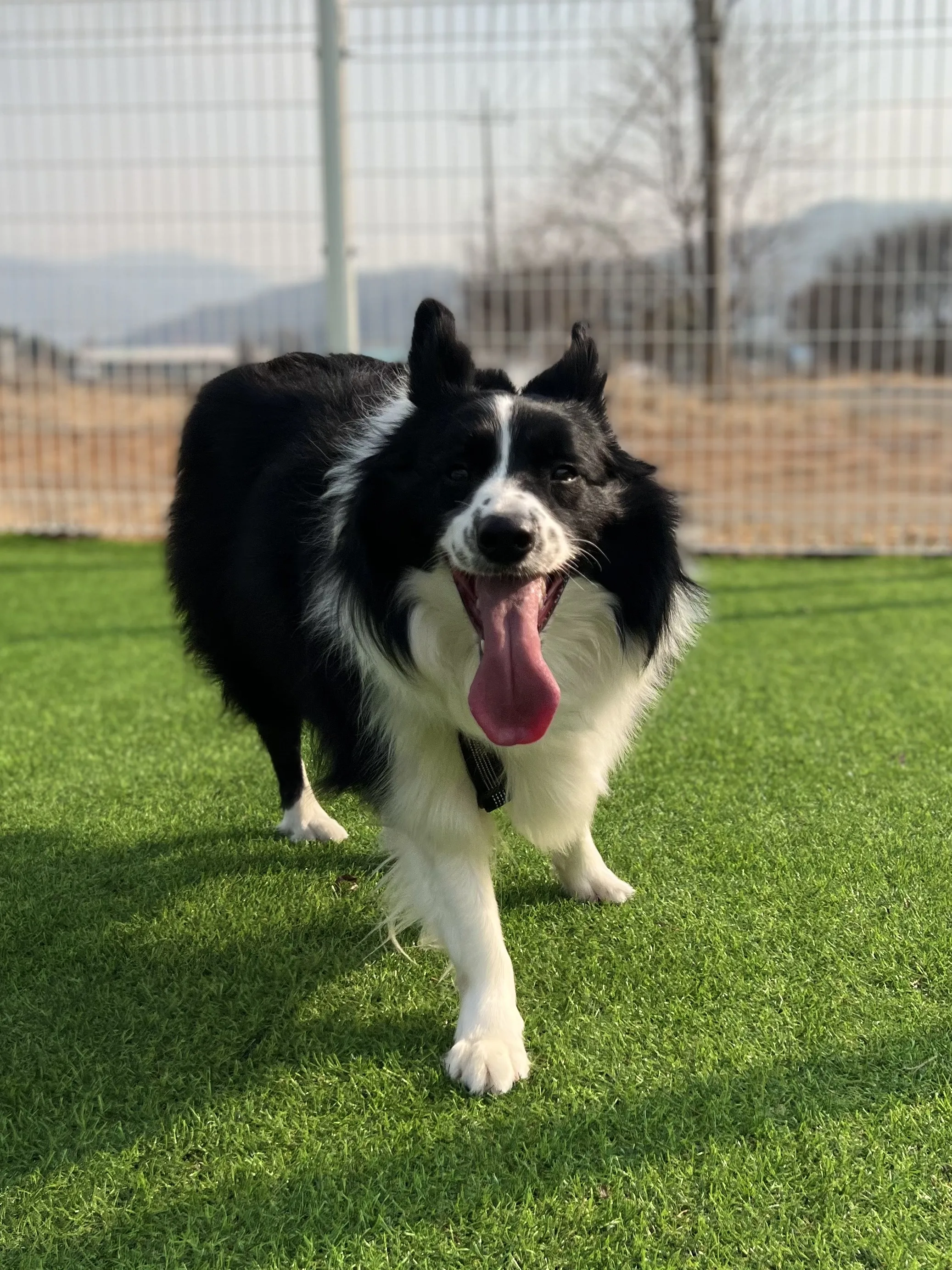 보더콜리분양가 2024년 가격 정보와 분양 팁_3