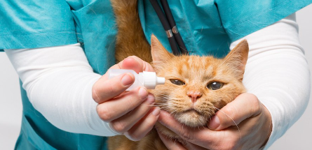 수의사에게 안약을 맞는 갈색 호랑이 고양이.