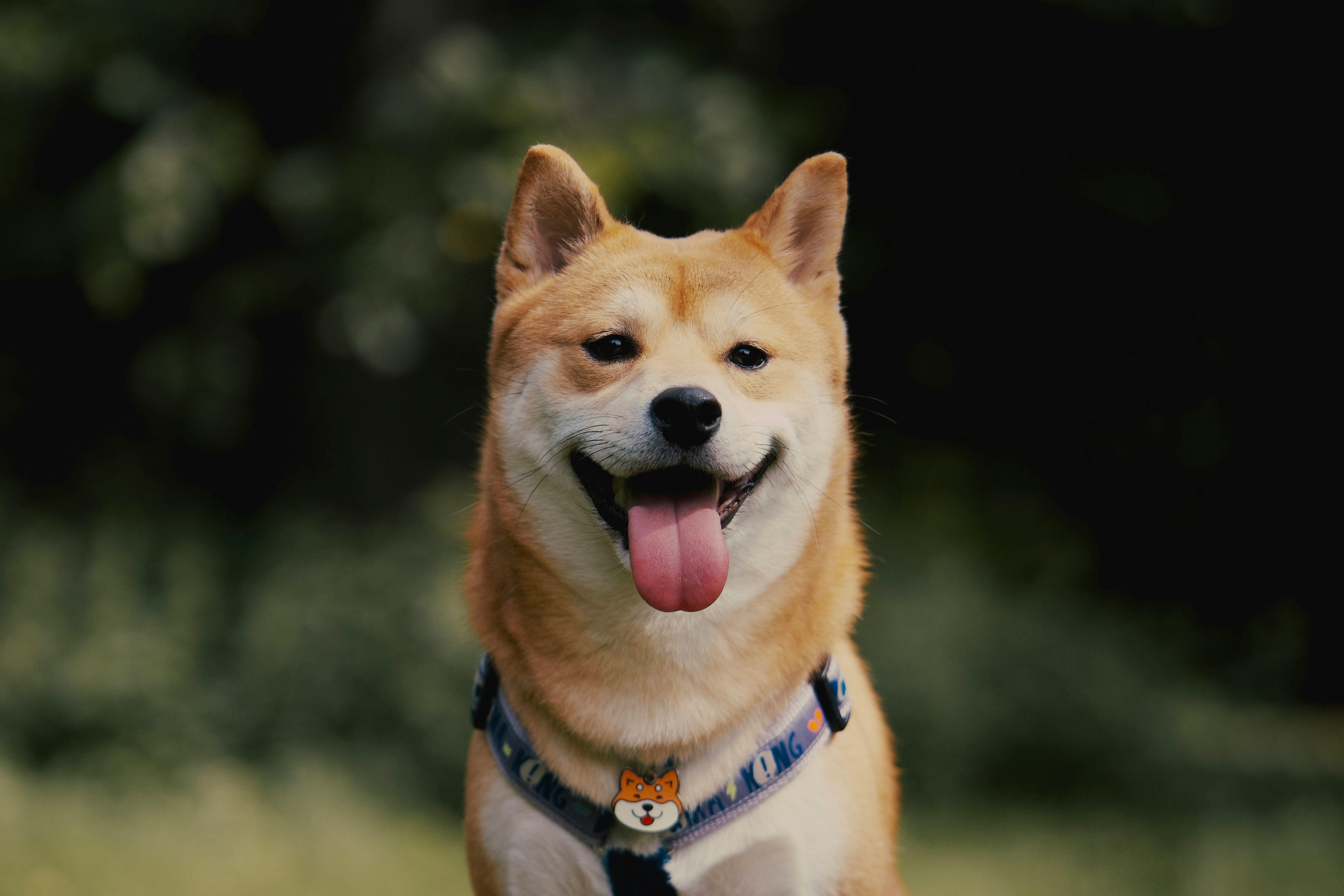 강아지 설사 원인