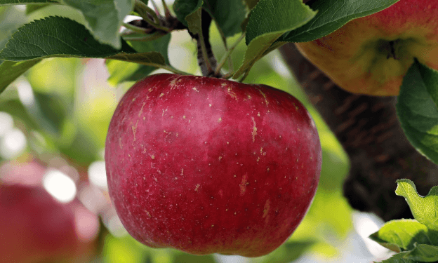 장수 한우랑 사과랑축제