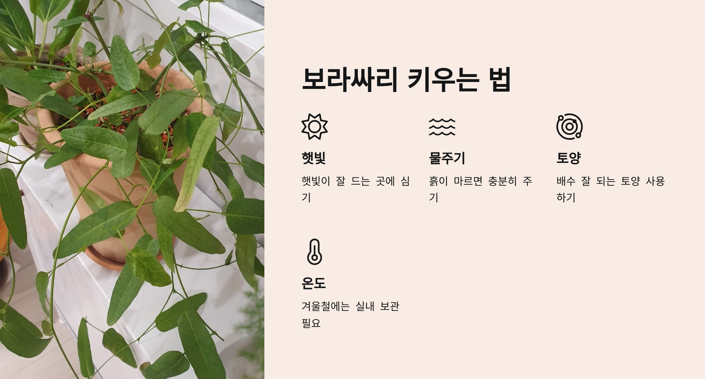 보라싸리 사진