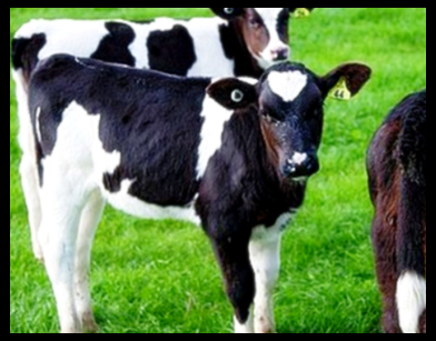 셀트리온 초유 단백질