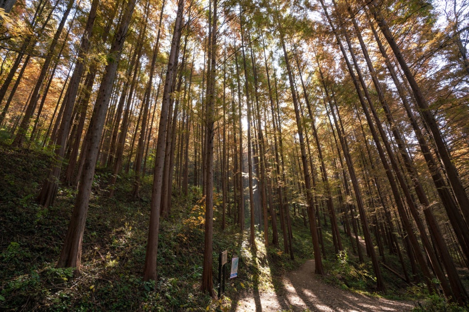 옥천화인산림욕장 메타세쿼이아