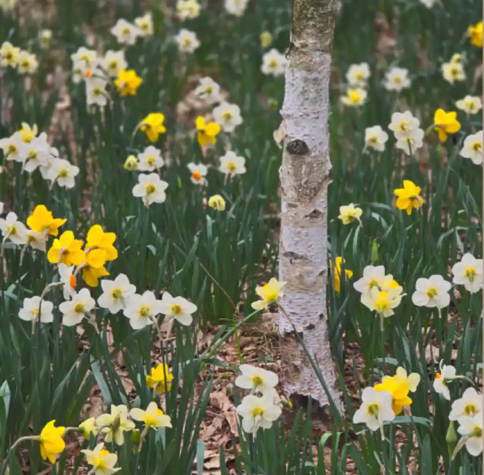 화담숲 모노레일 코스
