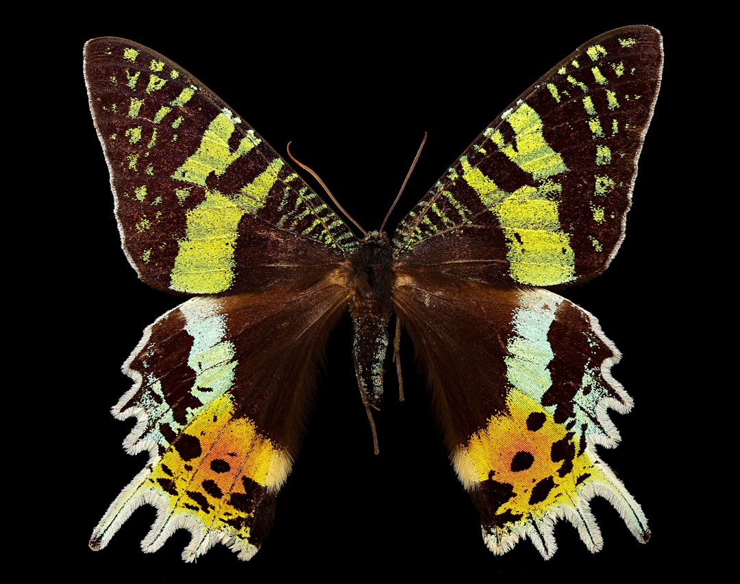 Moth