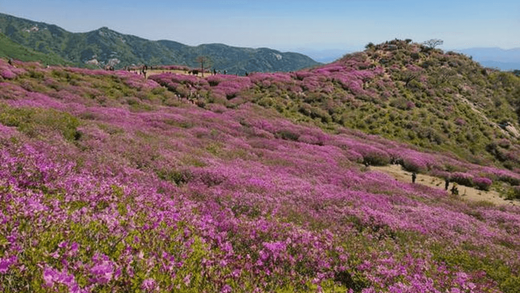 황매산 철쭉 개화시기