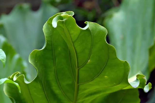 알로카시아 키우기 물주기 햇빛온도 관리 잎 크게 키우는 법_3