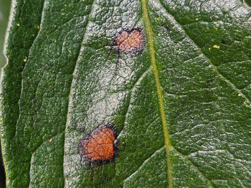 둥근무늬낙엽병1