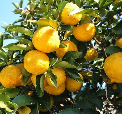 11월 제철과일 - 유자