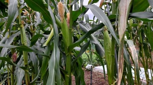 옥수수-병충해-병해-그을음무늬병