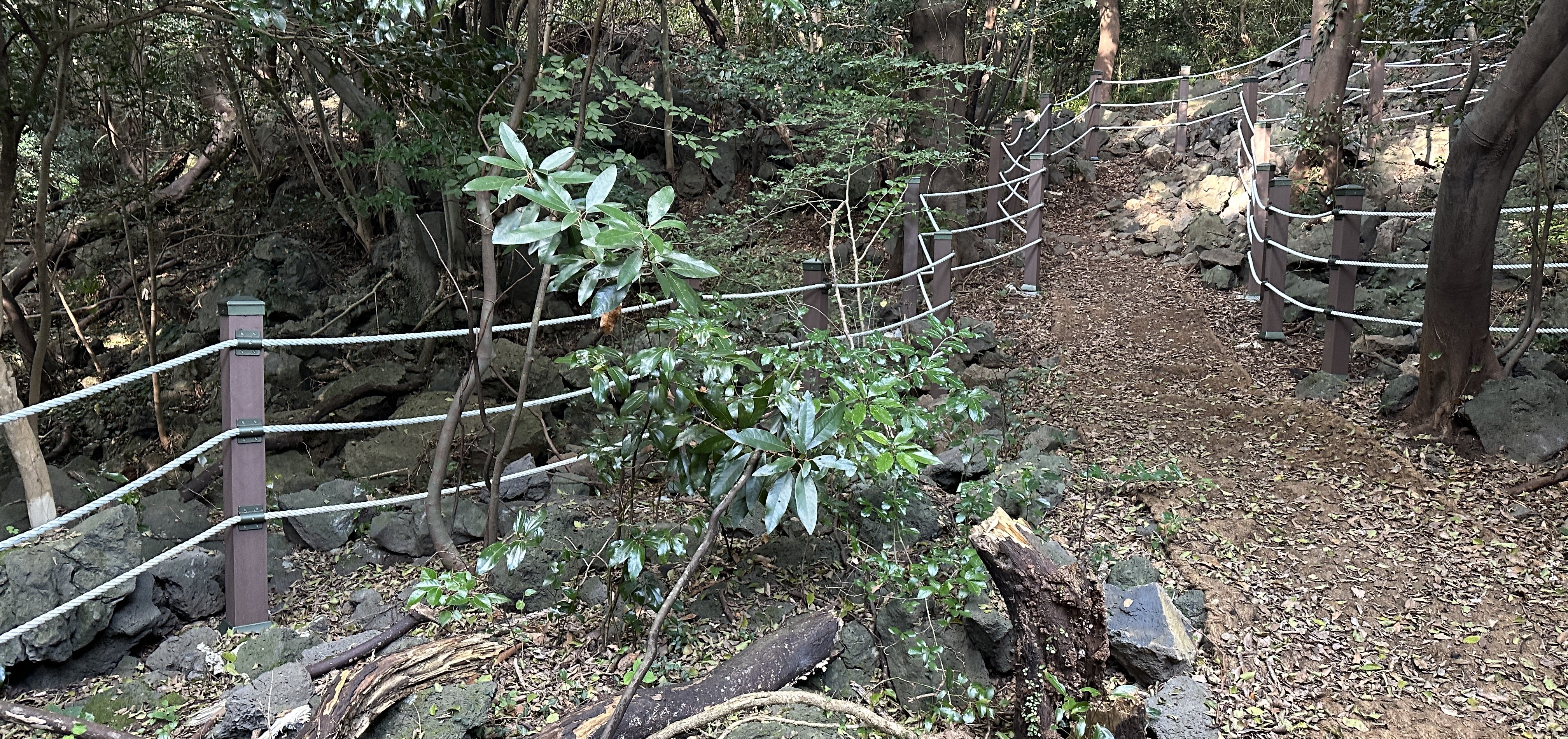 송당곶자왈 산책로