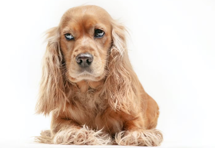 개가 화를 내는 이유