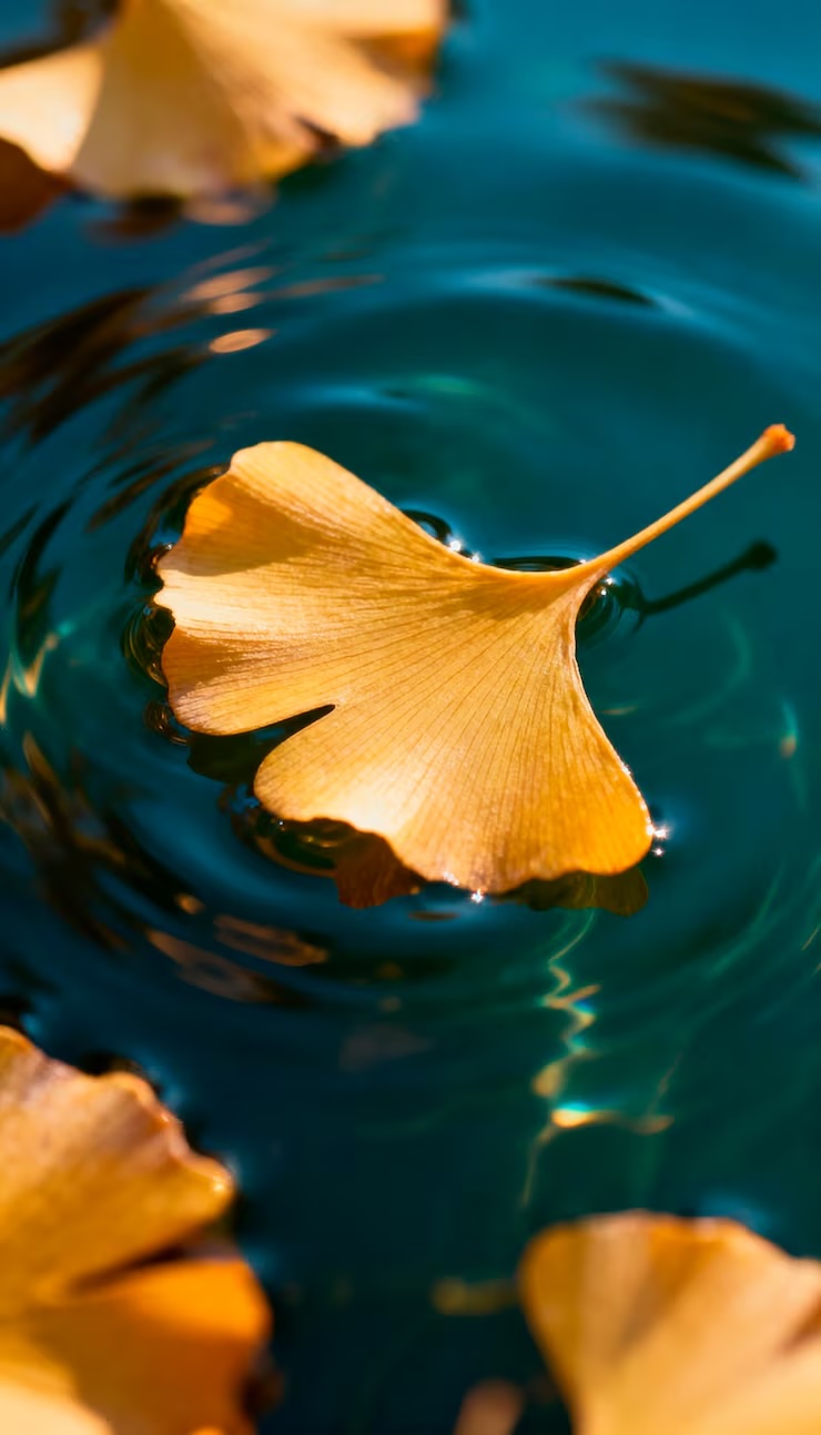 은행알 효능 및 하루 섭취량