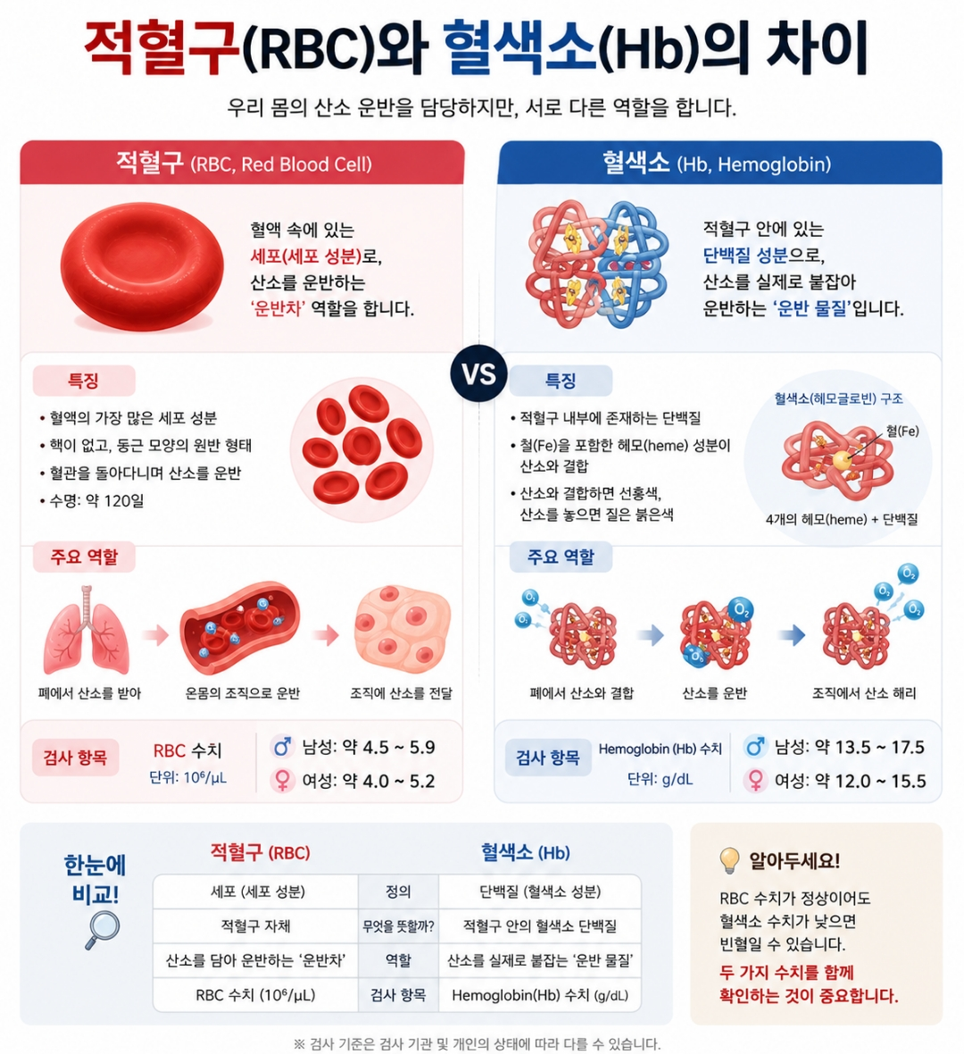 적혈구 RBC와 혈색소 Hb 차이점