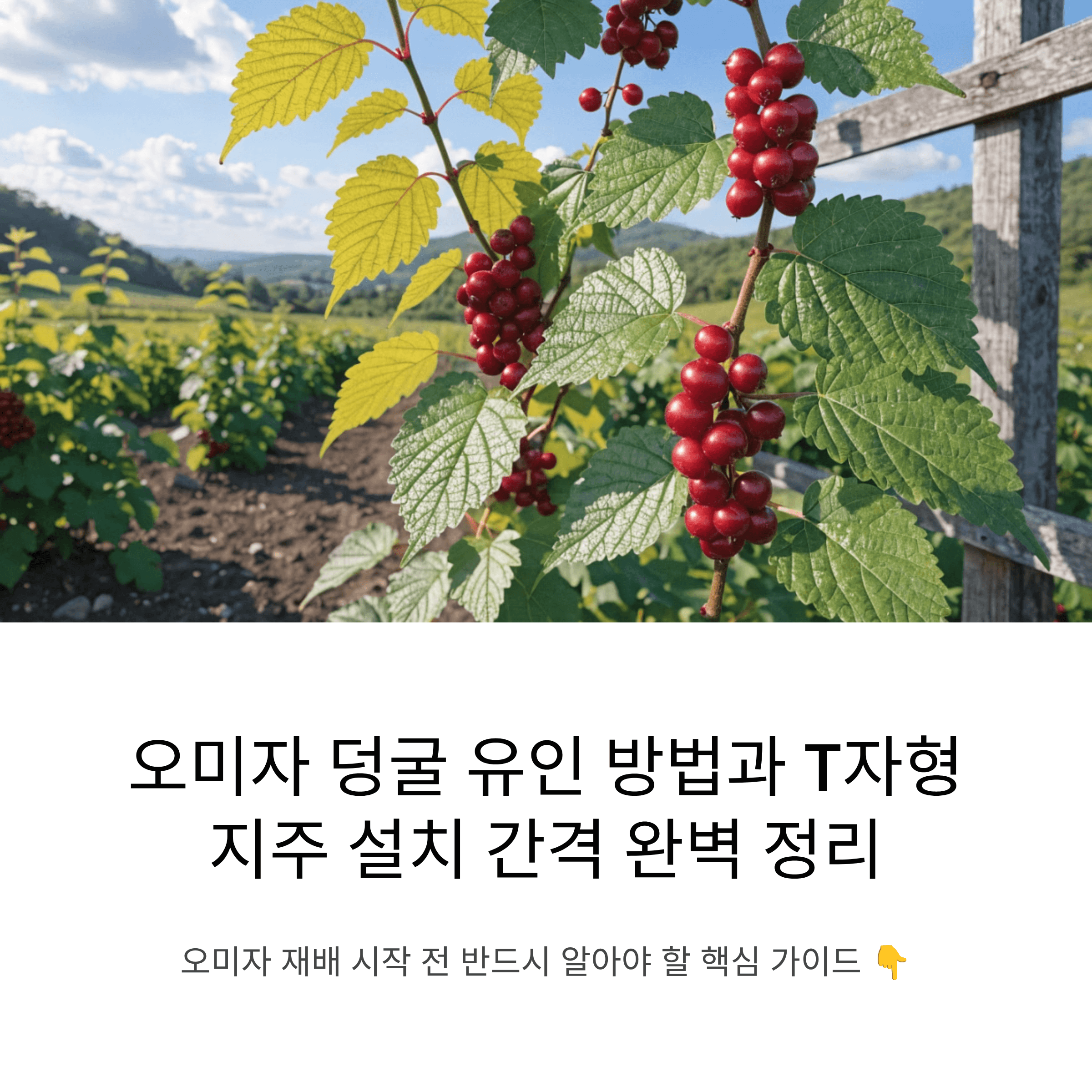 오미자 재배 시작 전 반드시 알아야 할 덩굴 유인 방법과 T자형 지주 설치 간격 총정리