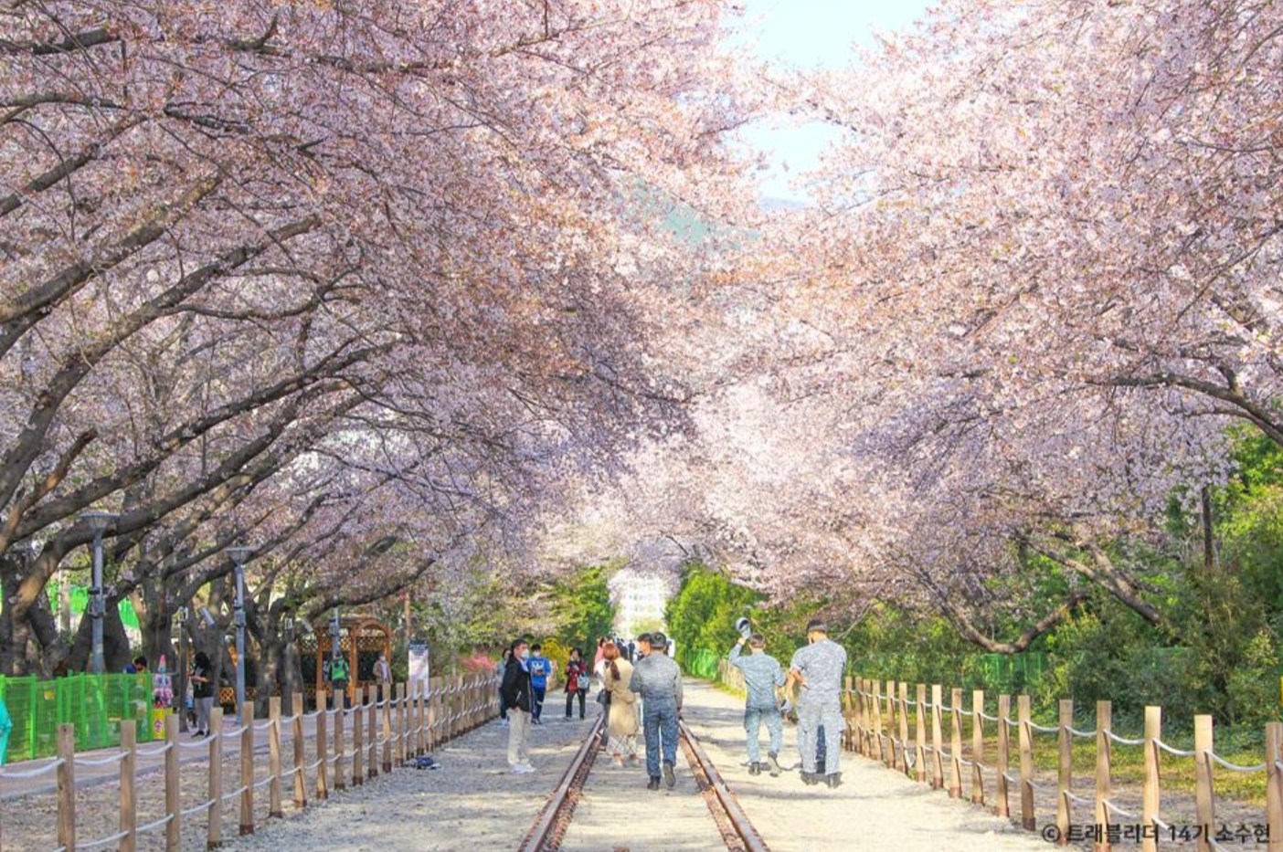 대한민국 구-석구석 홈페이지참조 /진해군항제 사진