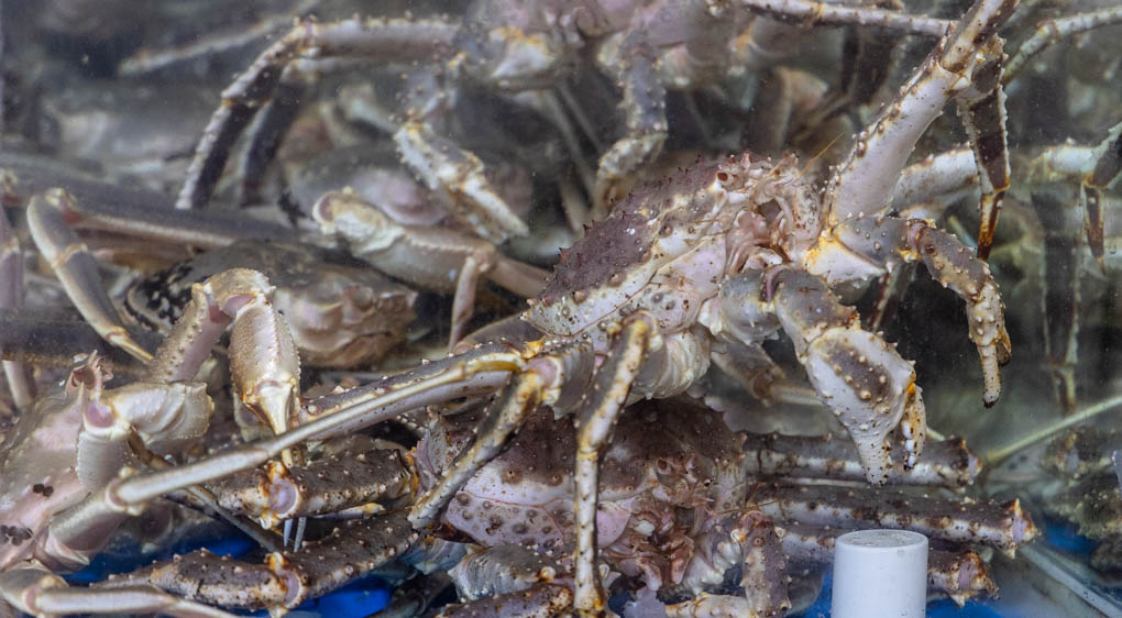 속초 대게 맛집