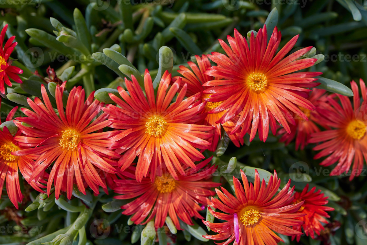 송엽국 키우는 방법 꽃말 번식 키우기 개화 시기