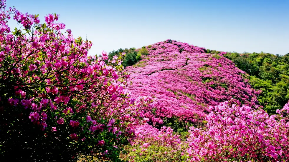 장수 봉화산 철쭉군락지2