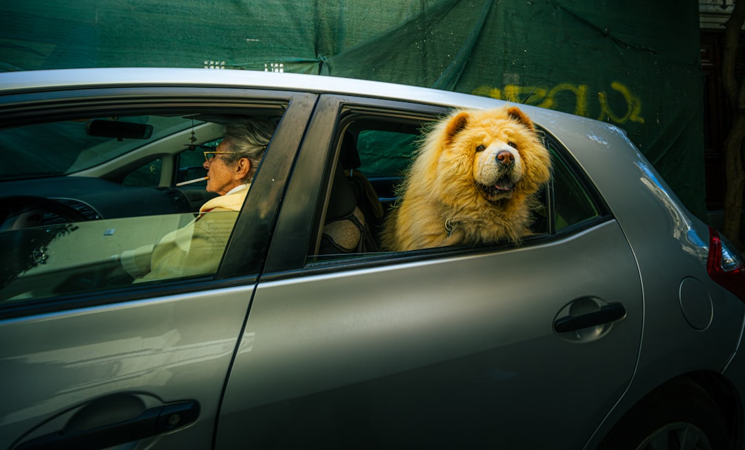 Driver's insurance