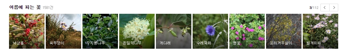 쑥부쟁이와 분꽃 등 들판을 아름답게 수놓는 야생화 종류