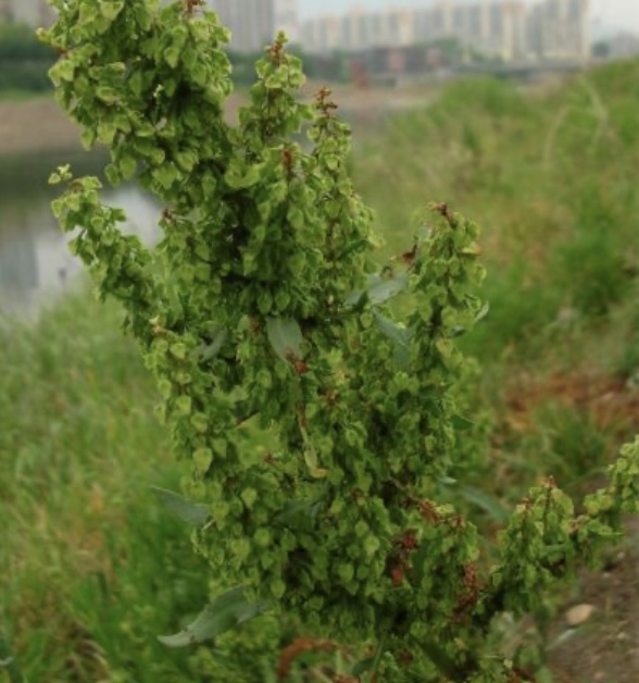 소리쟁이 효능: 전통 약초의 놀라운 건강 비밀