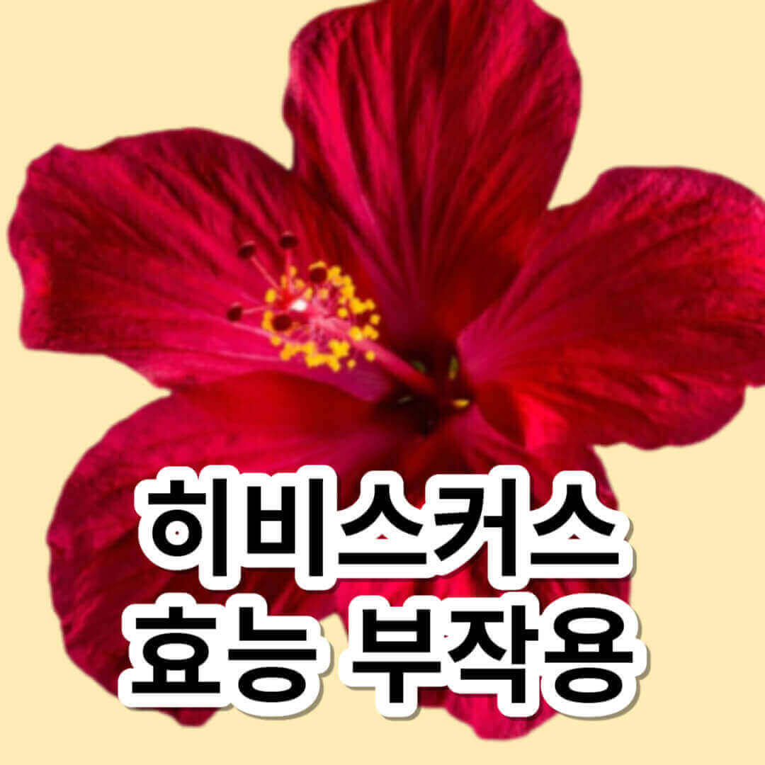 히비스커스 효능