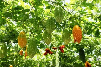 여주 재배 그늘 관리 수분 공급 여름 고온 대책_10