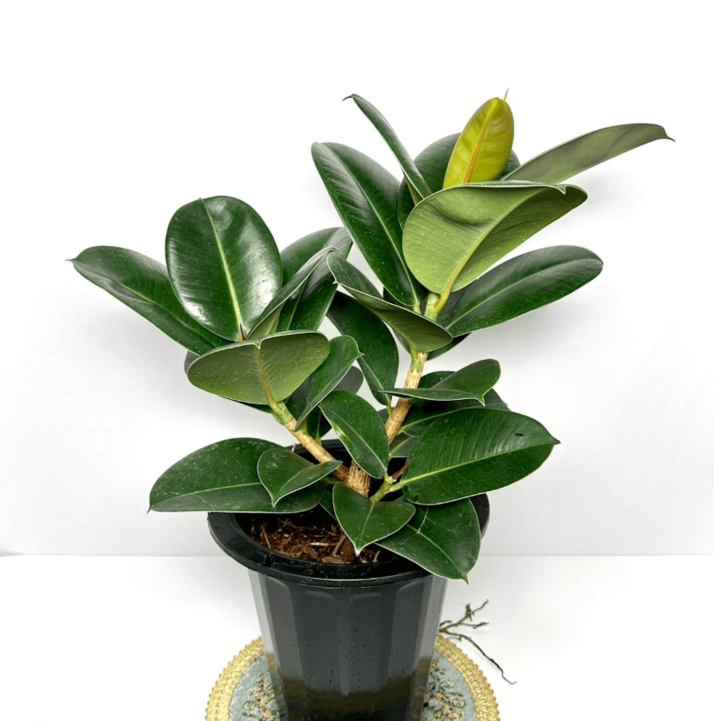 고무나무 키우는법