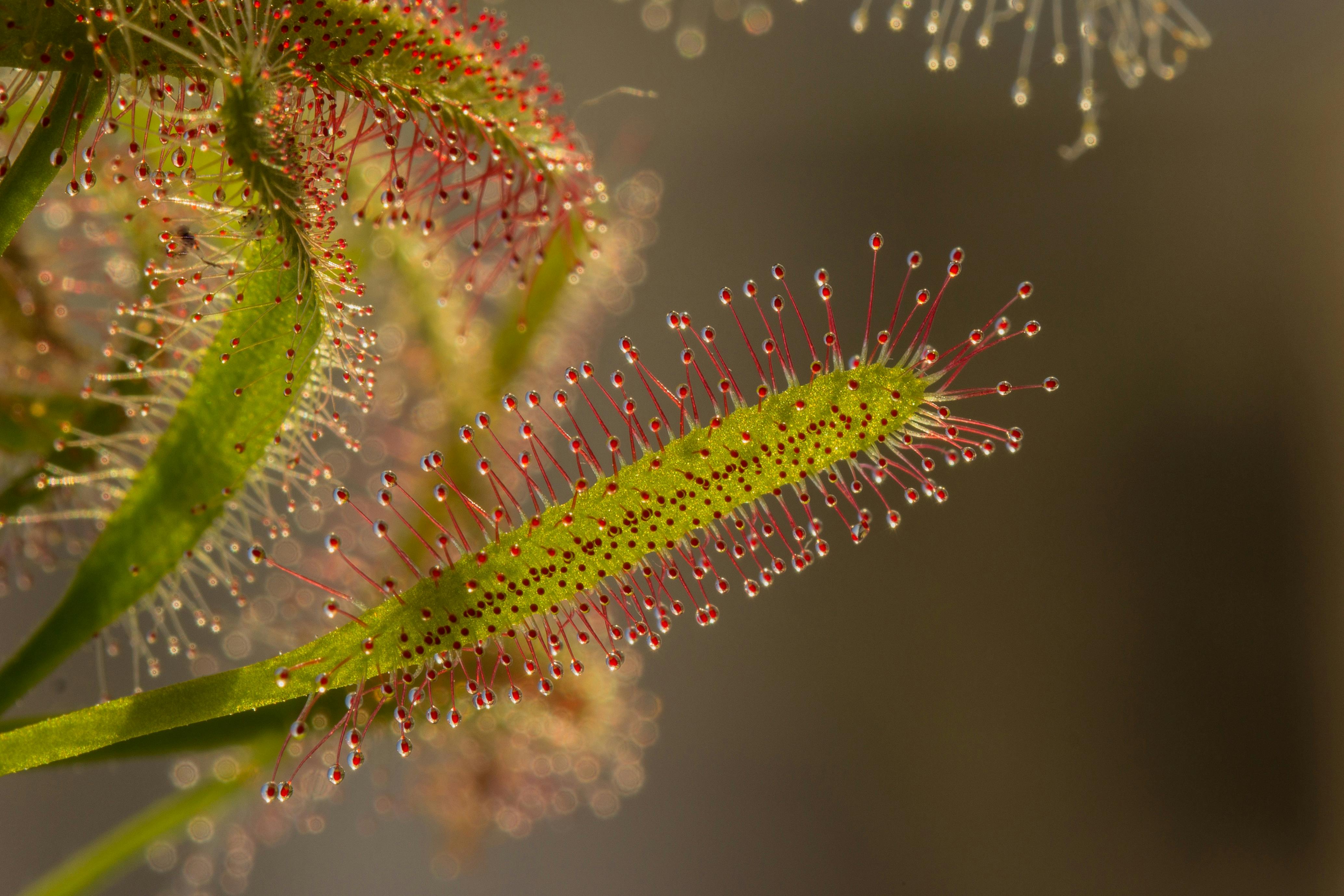 드로세라(Drosera, 끈끈이주걱)