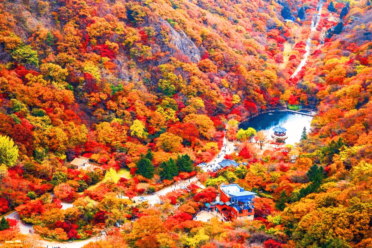 2024 단풍 절정 시기