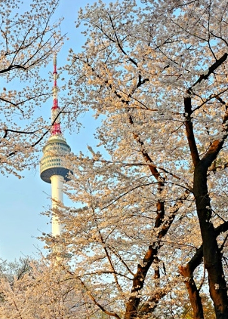서울 벚꽃 명소 추천 베스트10 여의도 윤중로 석촌호수 서울숲 경희대학교 캠퍼스 남산공원 &amp; 남산도서관 앞 창경궁 양재천 북서울 꿈의숲 안양천 벚꽃길 한성대입구 낙산공원