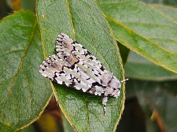 높은산저녁나방