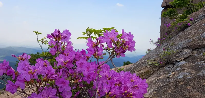합천 황매산 철쭉